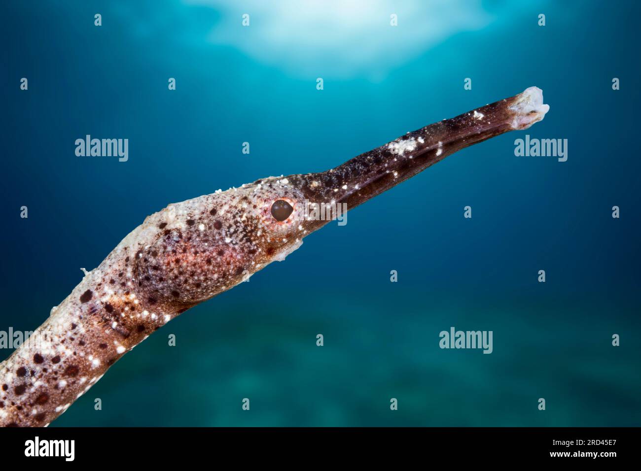 Portrait of Pipefish, Raja Ampat, West Papua, Indonesien Stockfoto