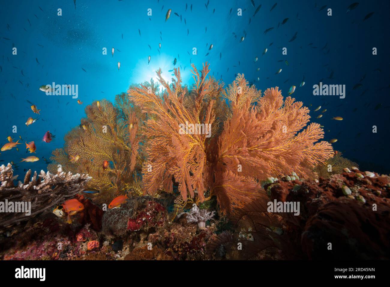 Bunte Korallenriff, Raja Ampat, West-Papua, Indonesien Stockfoto