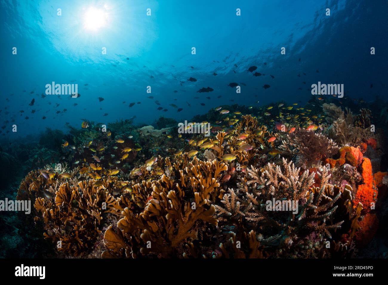 Hard Coral Reef, Raja Ampat, West Papua, Indonesien Stockfoto