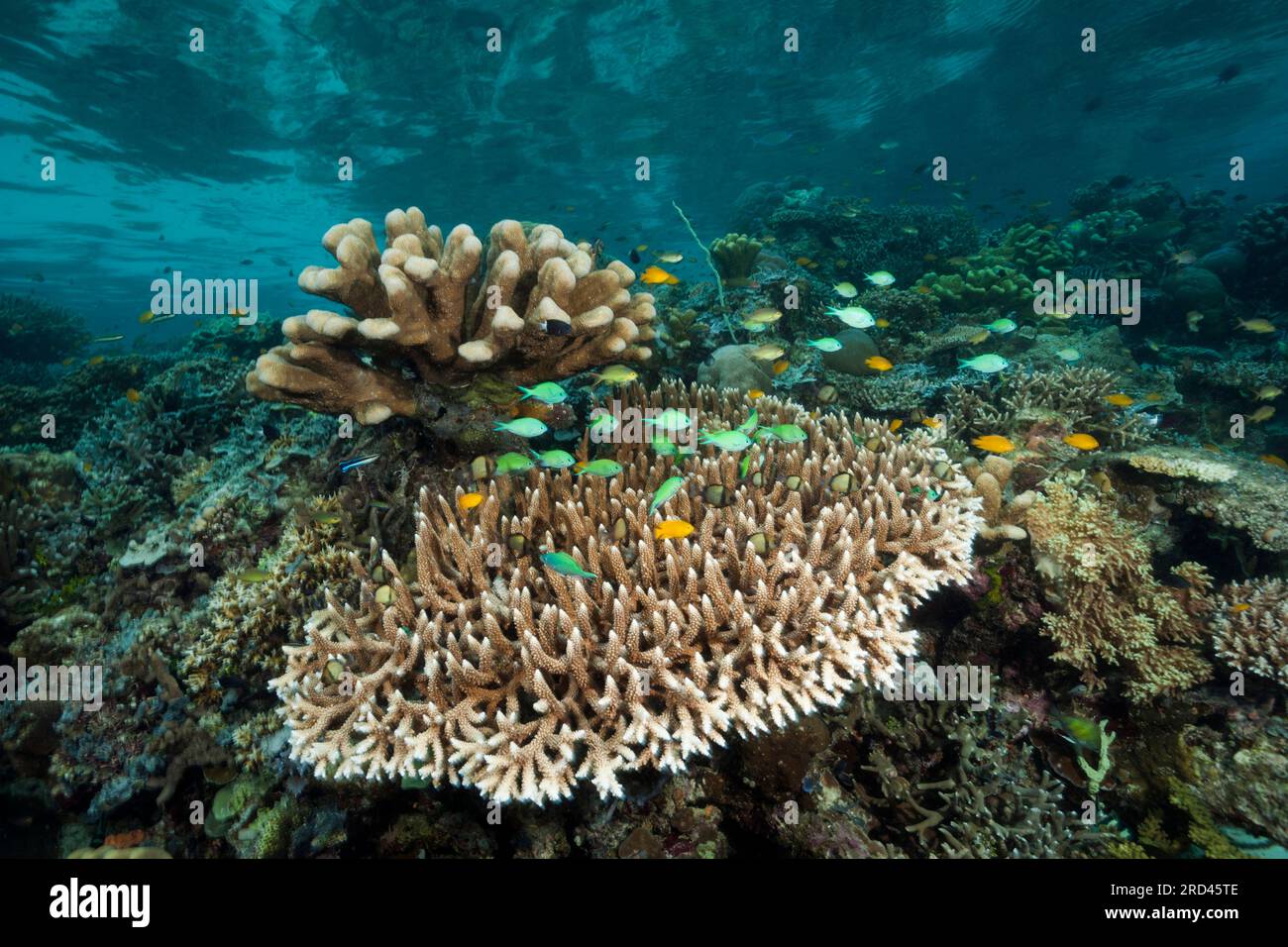 Hard Coral Reef, Raja Ampat, West Papua, Indonesien Stockfoto