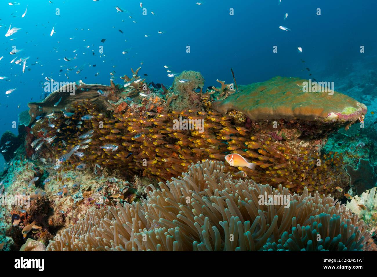 Species Rich Coral Reef, Raja Ampat, West Papua, Indonesien Stockfoto