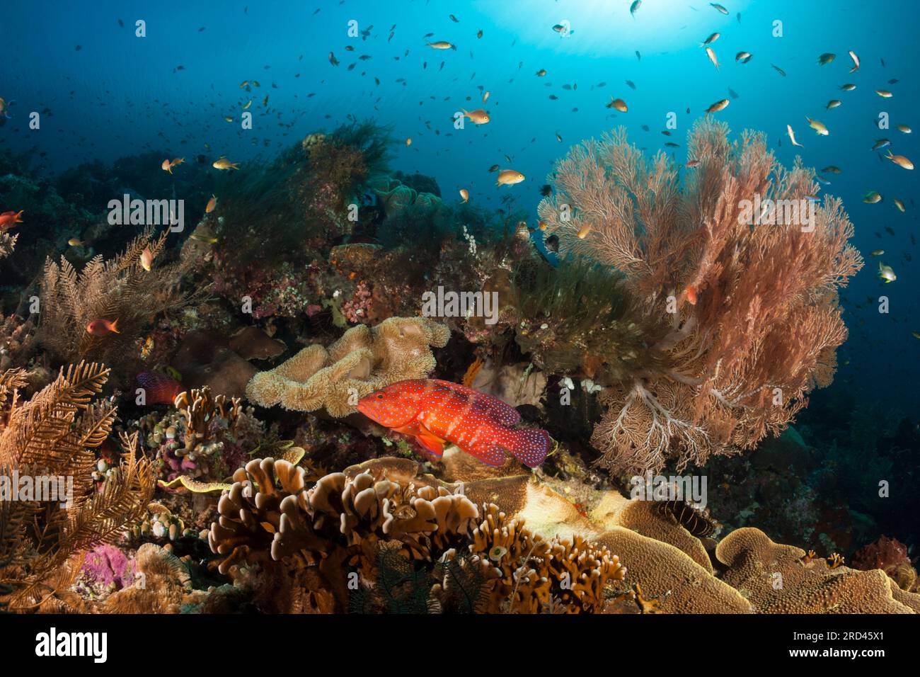Bunte Korallenriff, Raja Ampat, West-Papua, Indonesien Stockfoto