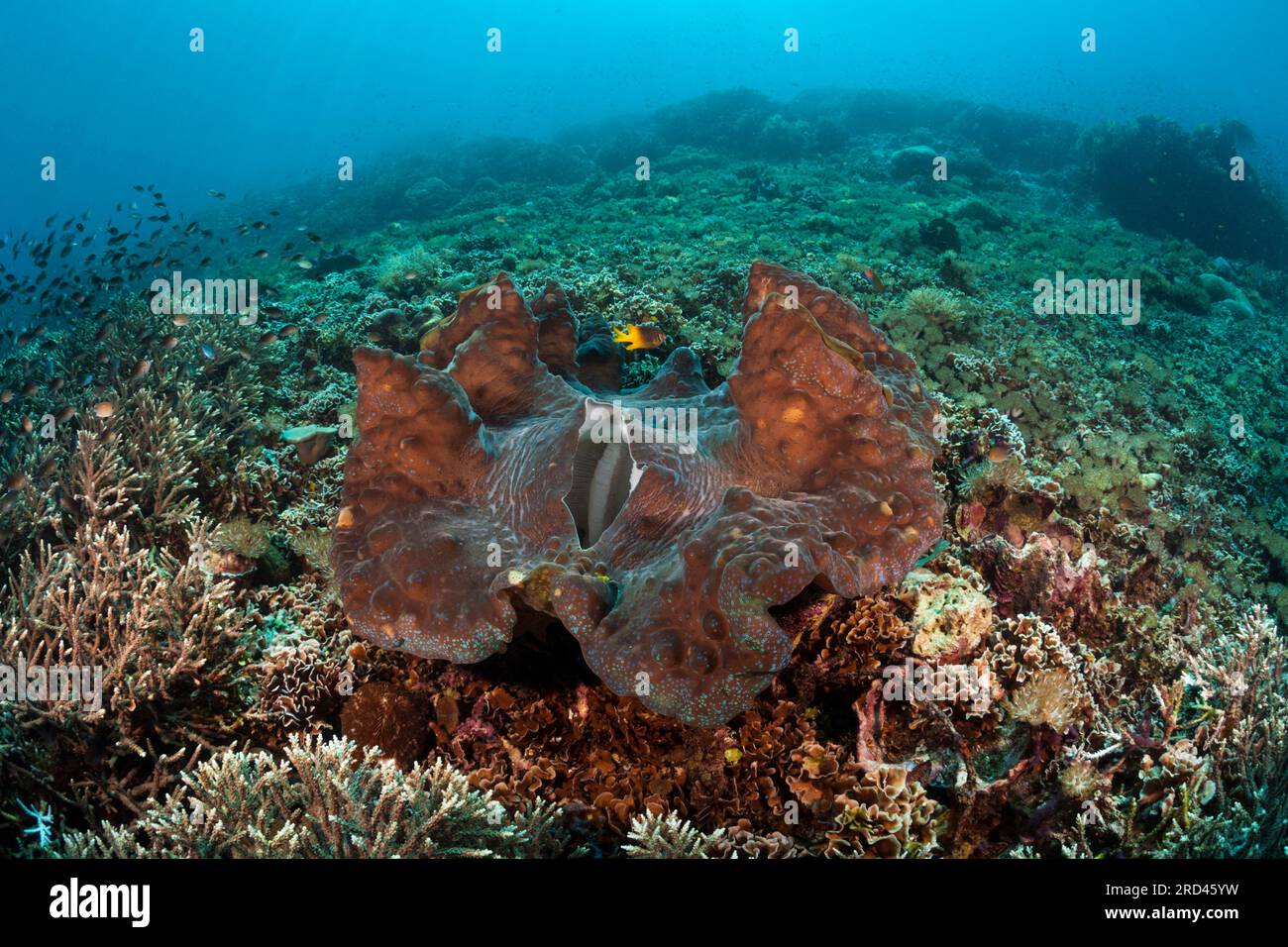 Riesenmuschel im Korallenriff, Tridacna squamosa, Raja Ampat, West Papua, Indonesien Stockfoto