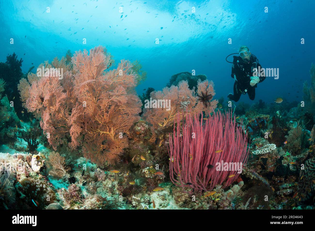 Tauchen über dem Coral Reef, Raja Ampat, West Papua, Indonesien Stockfoto