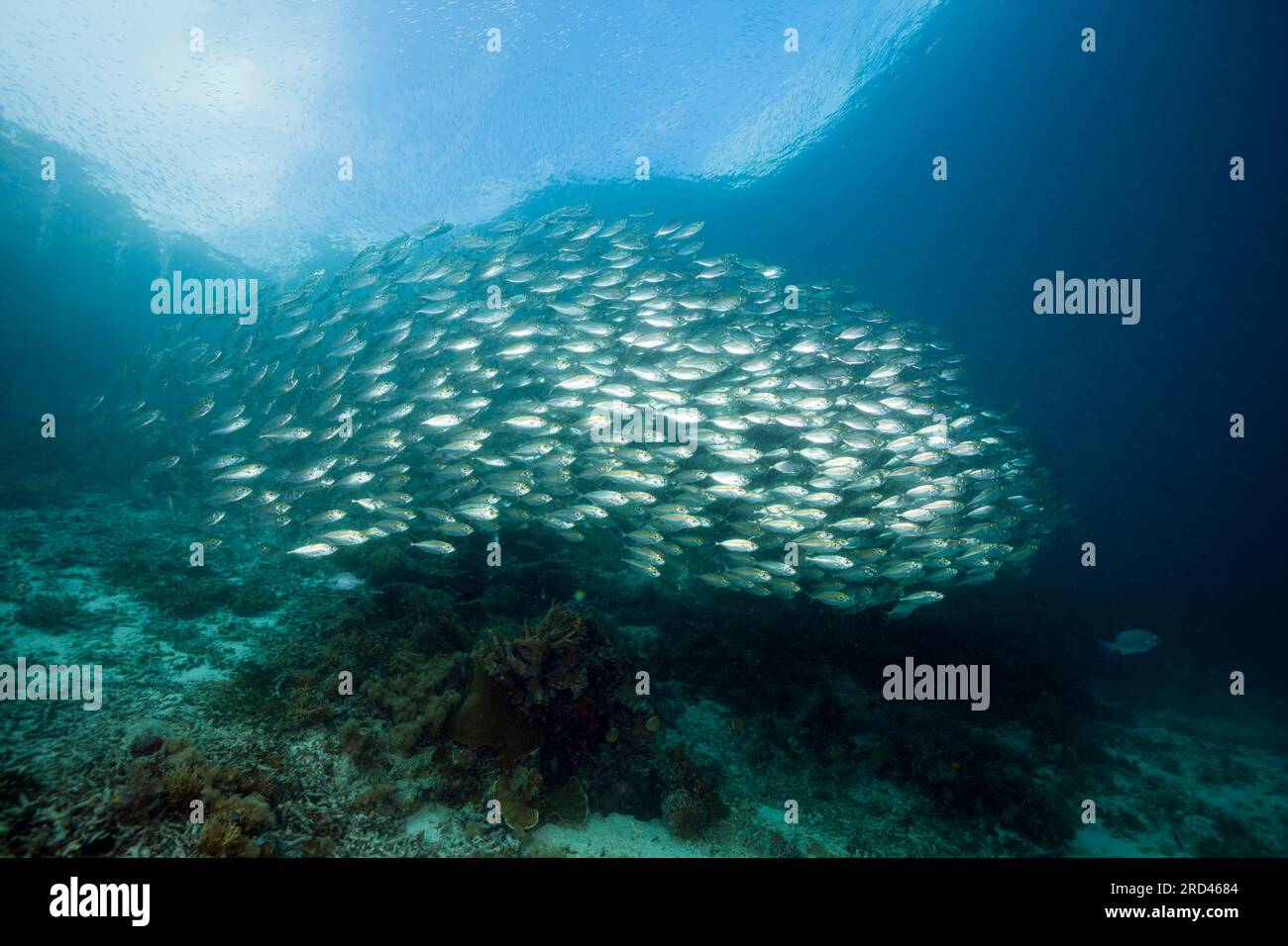 Shoal of Bigeye SCAD, Selar crumenophthalmus, Raja Ampat, West Papua, Indonesien Stockfoto