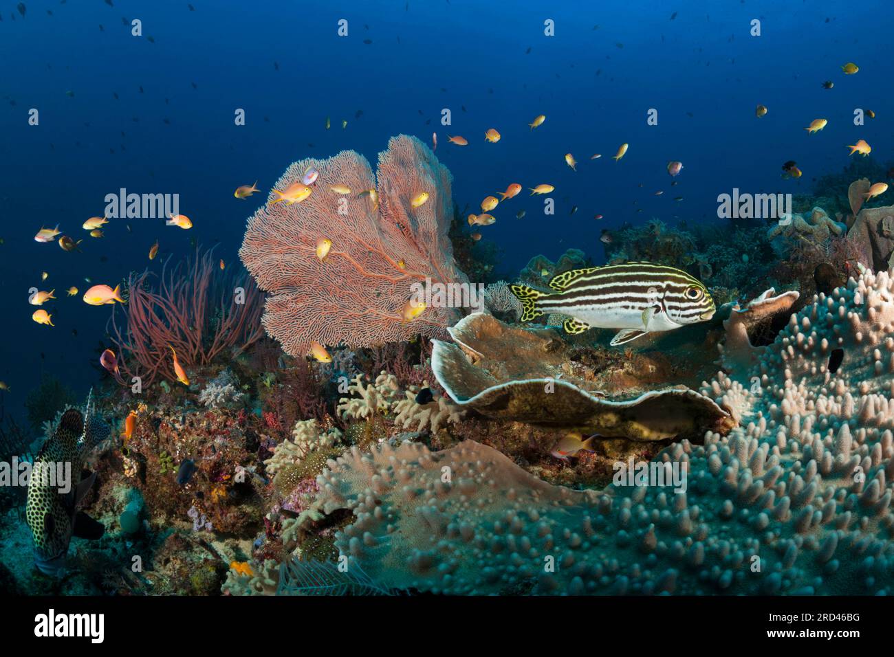 Species Rich Coral Reef, Raja Ampat, West Papua, Indonesien Stockfoto