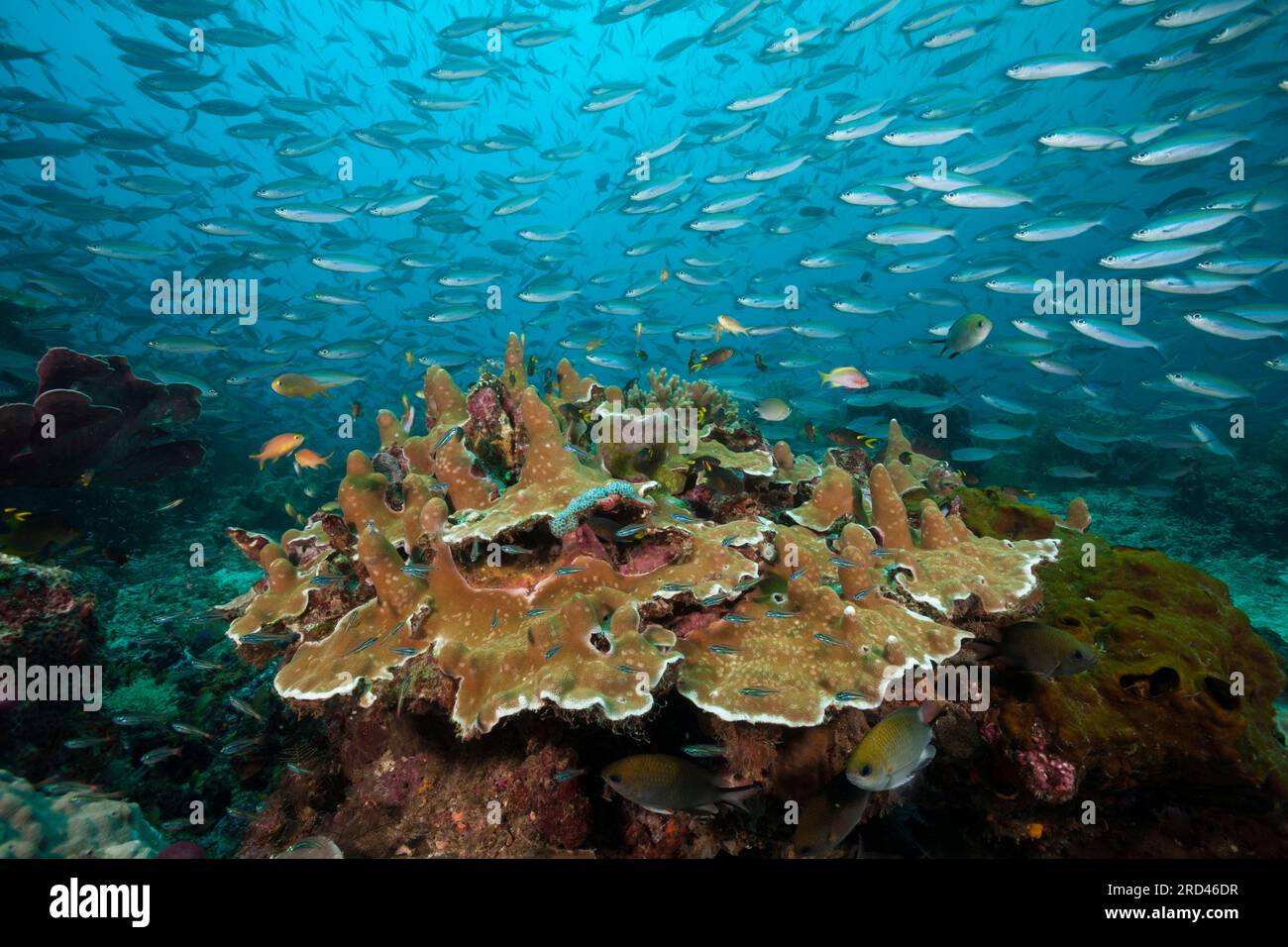 Fusiliers über Korallenriff, Pterocaesio tesselata, Raja Ampat, West Papua, Indonesien Stockfoto