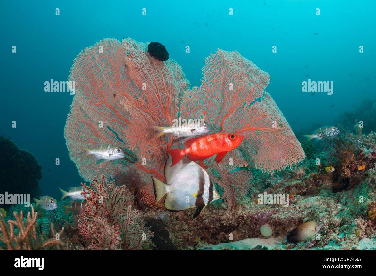 Korallenfische im Korallenriff, Raja Ampat, West Papua, Indonesien Stockfoto