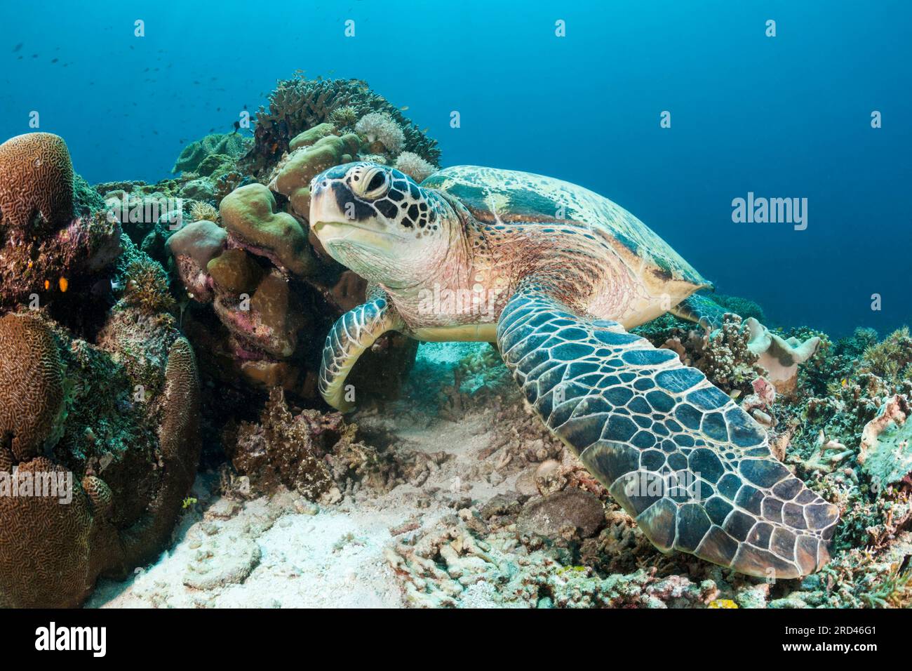 Green Sea Turtle, Chelonia Mydas, Raja Ampat, West Papua, Indonesien Stockfoto