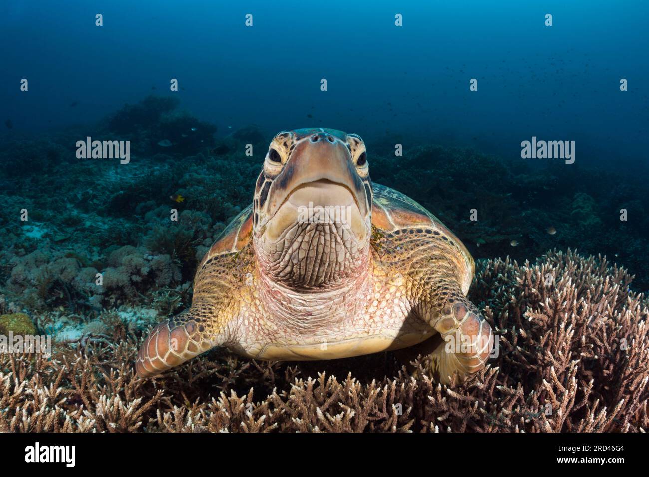 Green Sea Turtle, Chelonia Mydas, Raja Ampat, West Papua, Indonesien Stockfoto