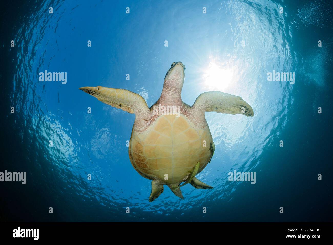 Green Sea Turtle, Chelonia Mydas, Raja Ampat, West Papua, Indonesien Stockfoto