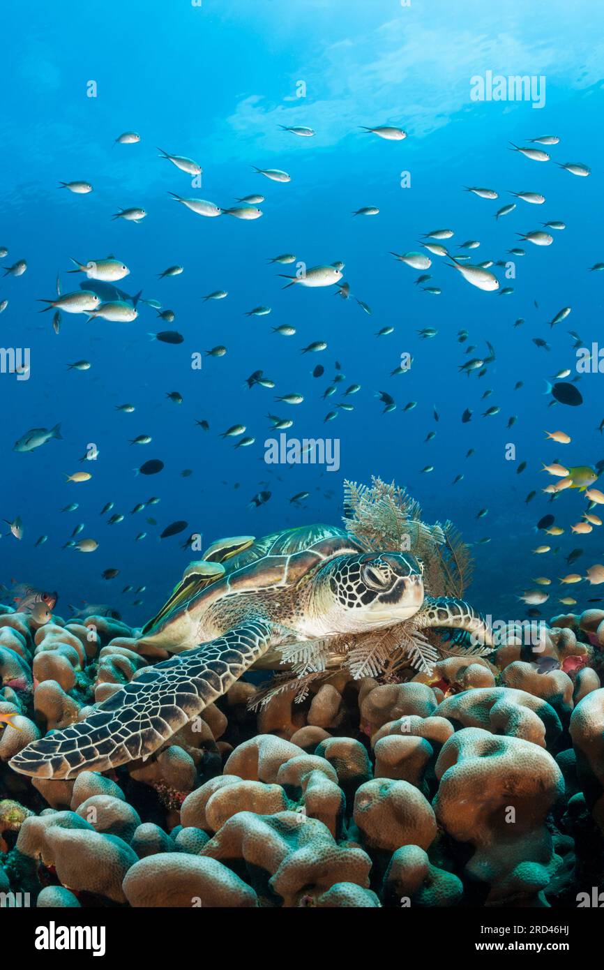 Green Sea Turtle, Chelonia Mydas, Raja Ampat, West Papua, Indonesien Stockfoto