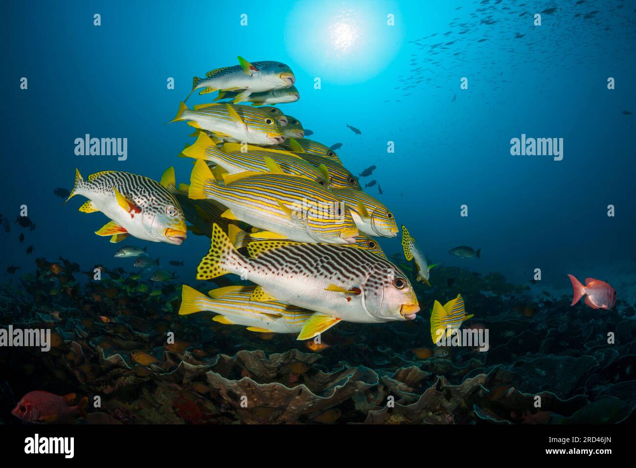 Fischschwarm von gelb-Band Süßlippen, Plectorhinchus Polytaenia, Raja Ampat, West Papua, Indonesien Stockfoto