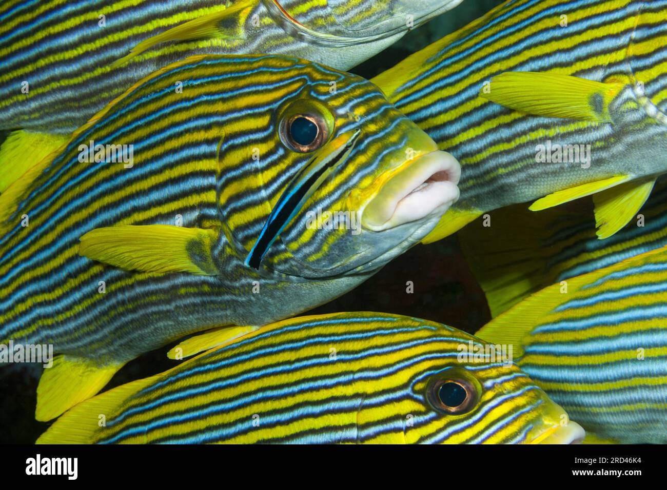 Fischschwarm von gelb-Band Süßlippen, Plectorhinchus Polytaenia, Raja Ampat, West Papua, Indonesien Stockfoto