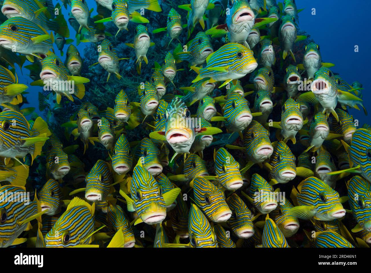 Fischschwarm von gelb-Band Süßlippen, Plectorhinchus Polytaenia, Raja Ampat, West Papua, Indonesien Stockfoto