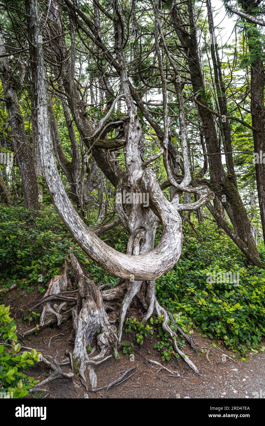 Wurzel- und Stammstrukturen eines Baumes entlang des Pacific Rim Trail Stockfoto