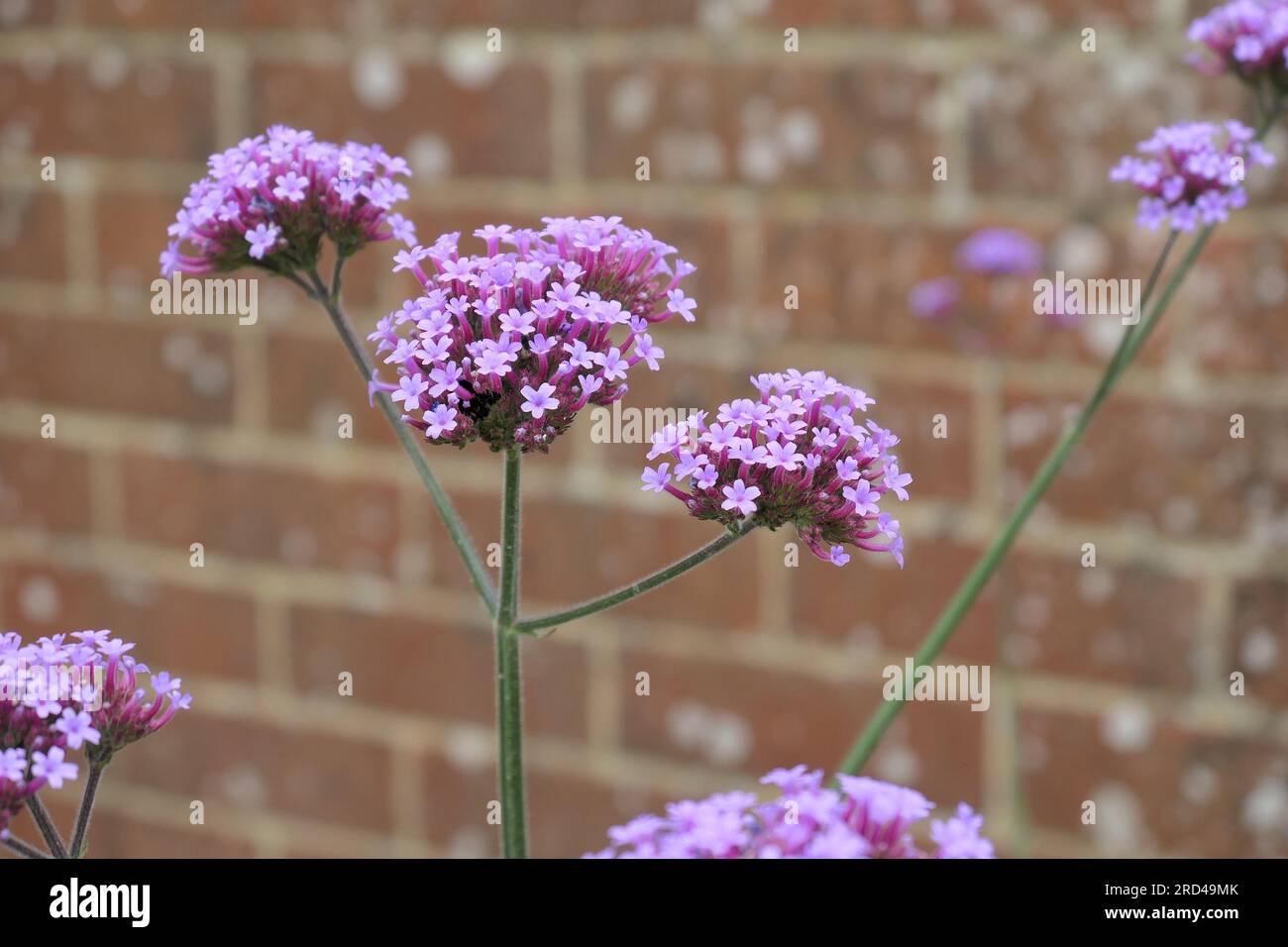 Die Verschließung der violetten Blüten der krautigen mehrjährigen Gartenpflanze Verbena bonariensis. Stockfoto