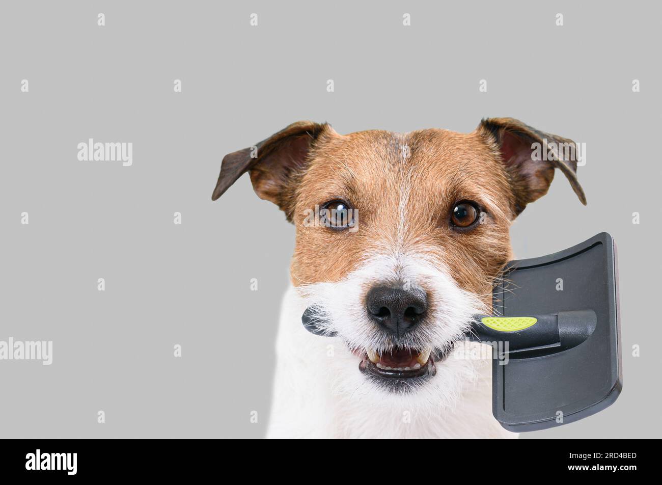 Porträt eines Hundes, der eine Pflegebürste auf grauem, einfarbigem Hintergrund hält Stockfoto