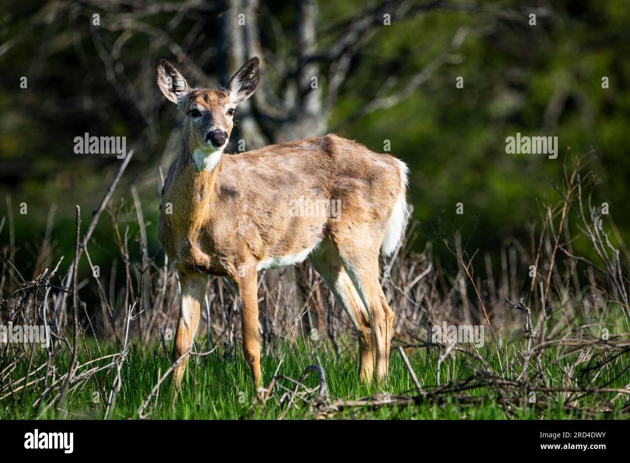 Weißwedelhirsche in einem kanadischen Nationalpark. Stockfoto