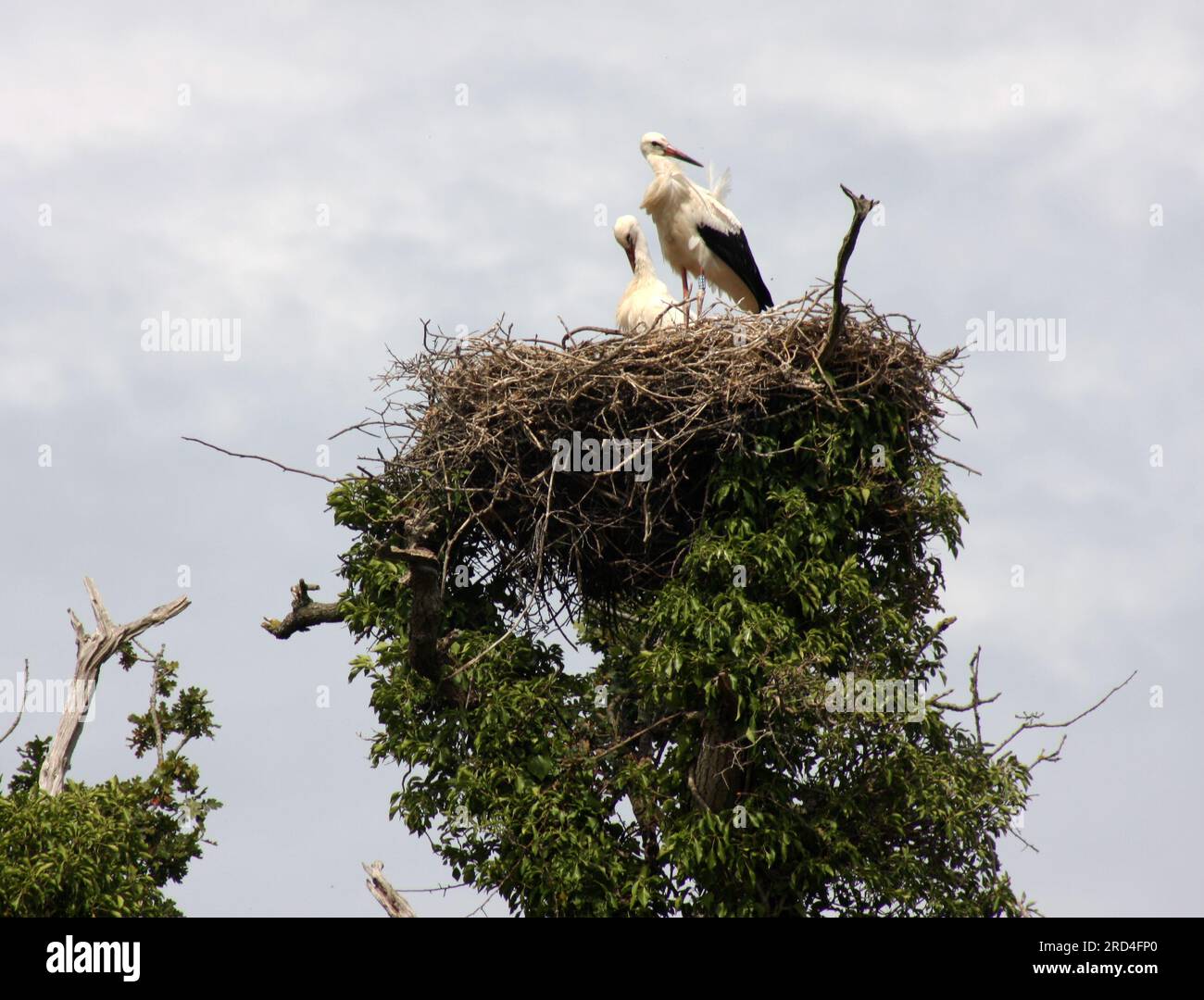 Störche auf ihrem Nest im Knepp Estate West Sussex England Stockfoto