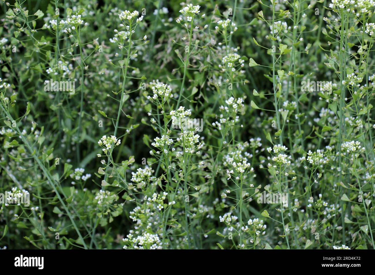 In der Natur wachsen auf dem Feld Capsella bursa-pastoris Stockfoto