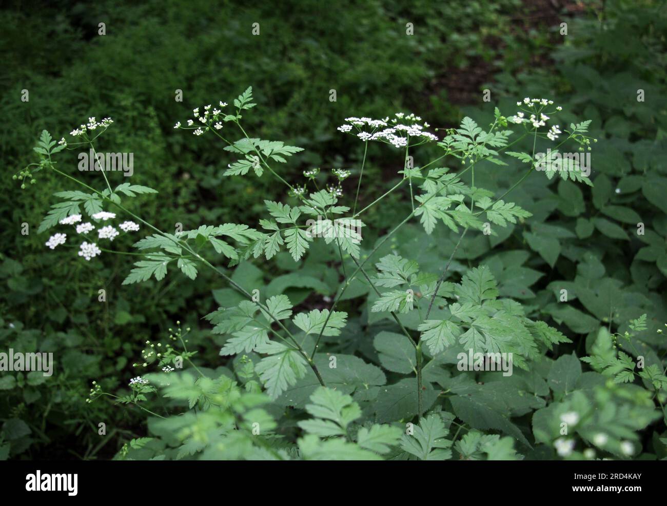 Die giftige Pflanze Chaerophyllum temulum wächst in der Wildnis Stockfoto