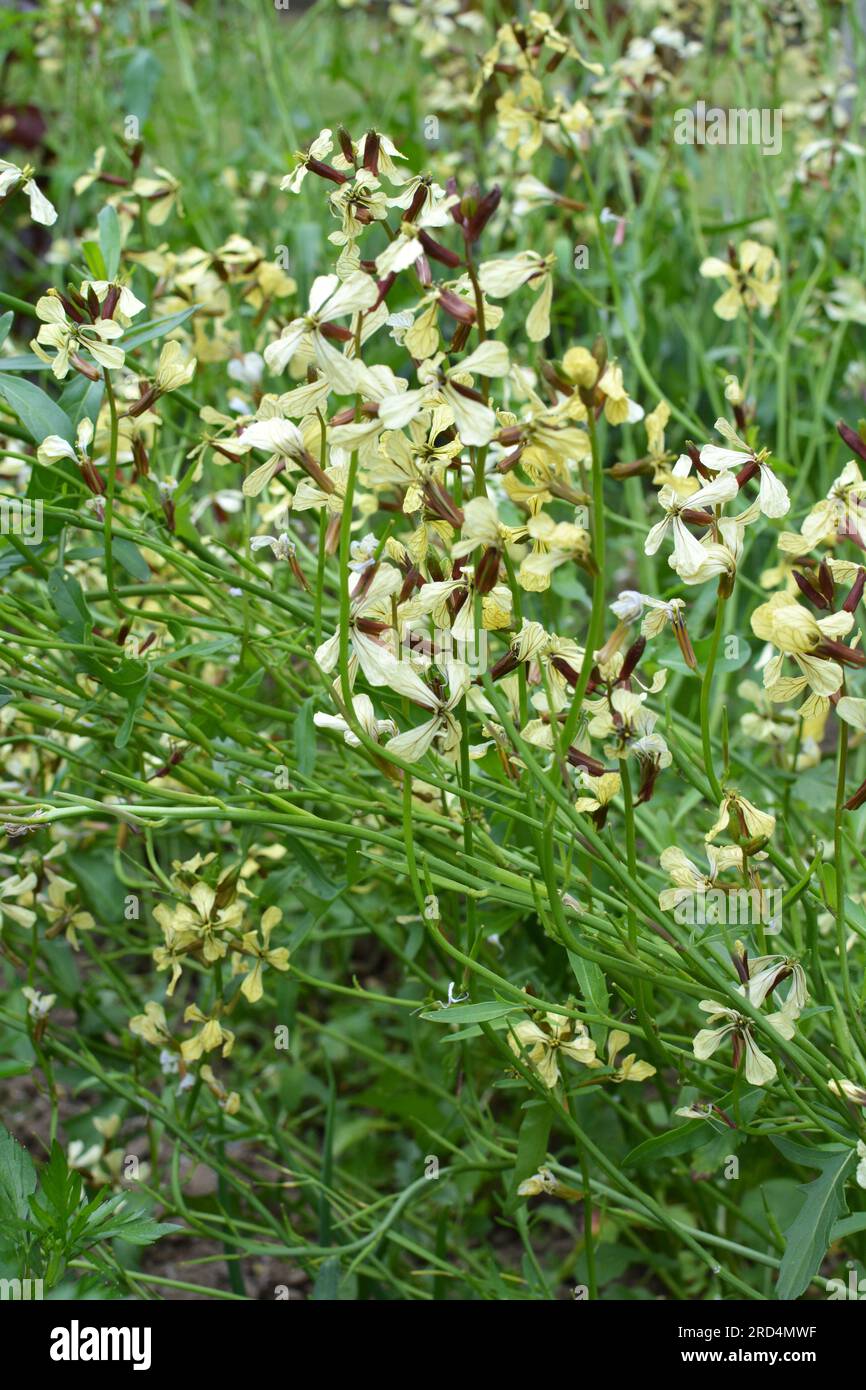 Würzige Rucola (Eruca sativa) blüht im Garten Stockfoto