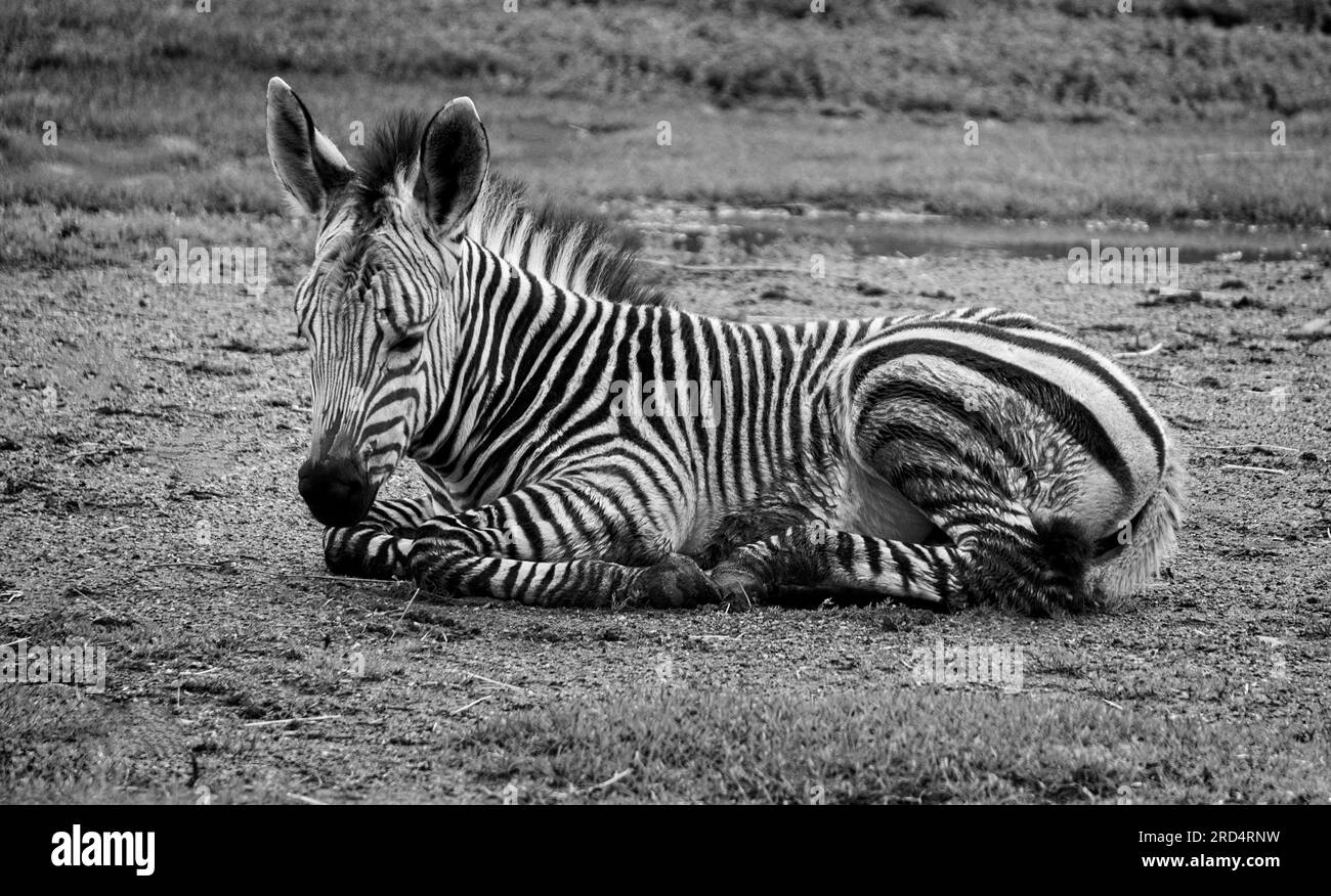 Schwarz-Weiß, Baby-Zebra Calgary Zoo Alberta Stockfoto