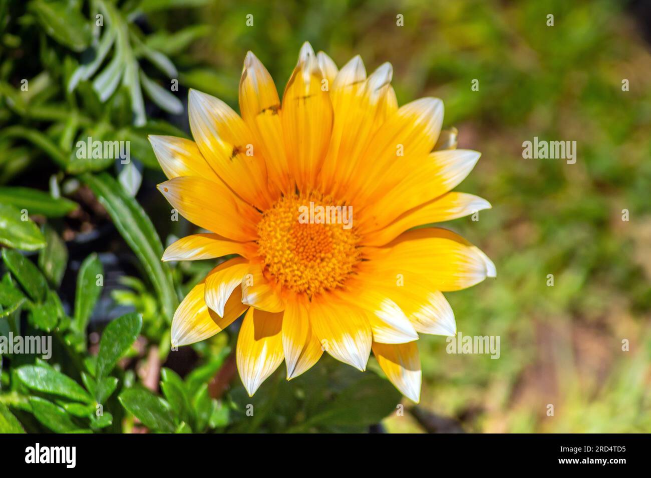 Die lebendige orangefarbene Schönheit von Gazania Rigens Plant Stockfoto
