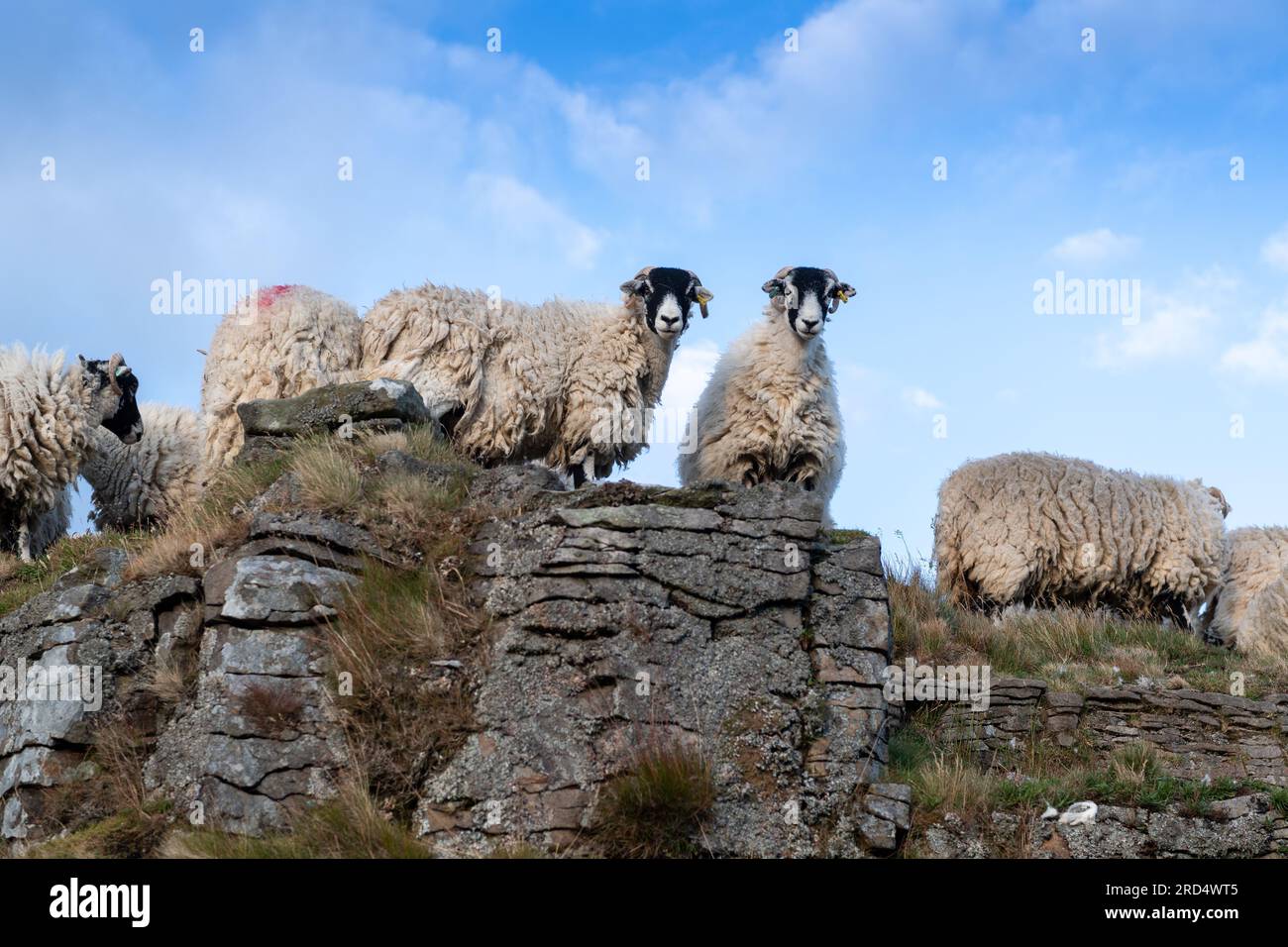 Swaledale-Schafe, die im Yorkshire Dales-Nationalpark auf felsigen Moorlandschaften weiden. Stockfoto