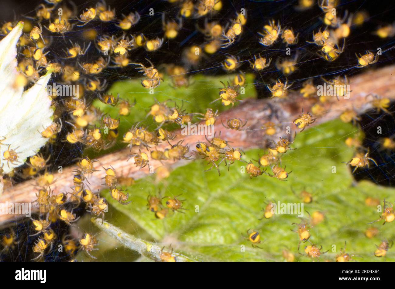 Hunderte von Babyspinnen. Neu geschlüpfte Arachniden. Makroansicht für extreme Nahaufnahmen. Stockfoto