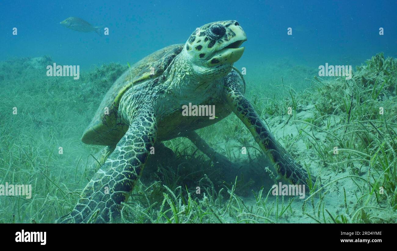 Sehr alte männliche Hawksbill Meeresschildkröte (Eretmochelys imbricata) oder Bissa auf Seegraswiesen bedeckt mit Rundblättrigem Seegras oder Noodle Seagrass Stockfoto