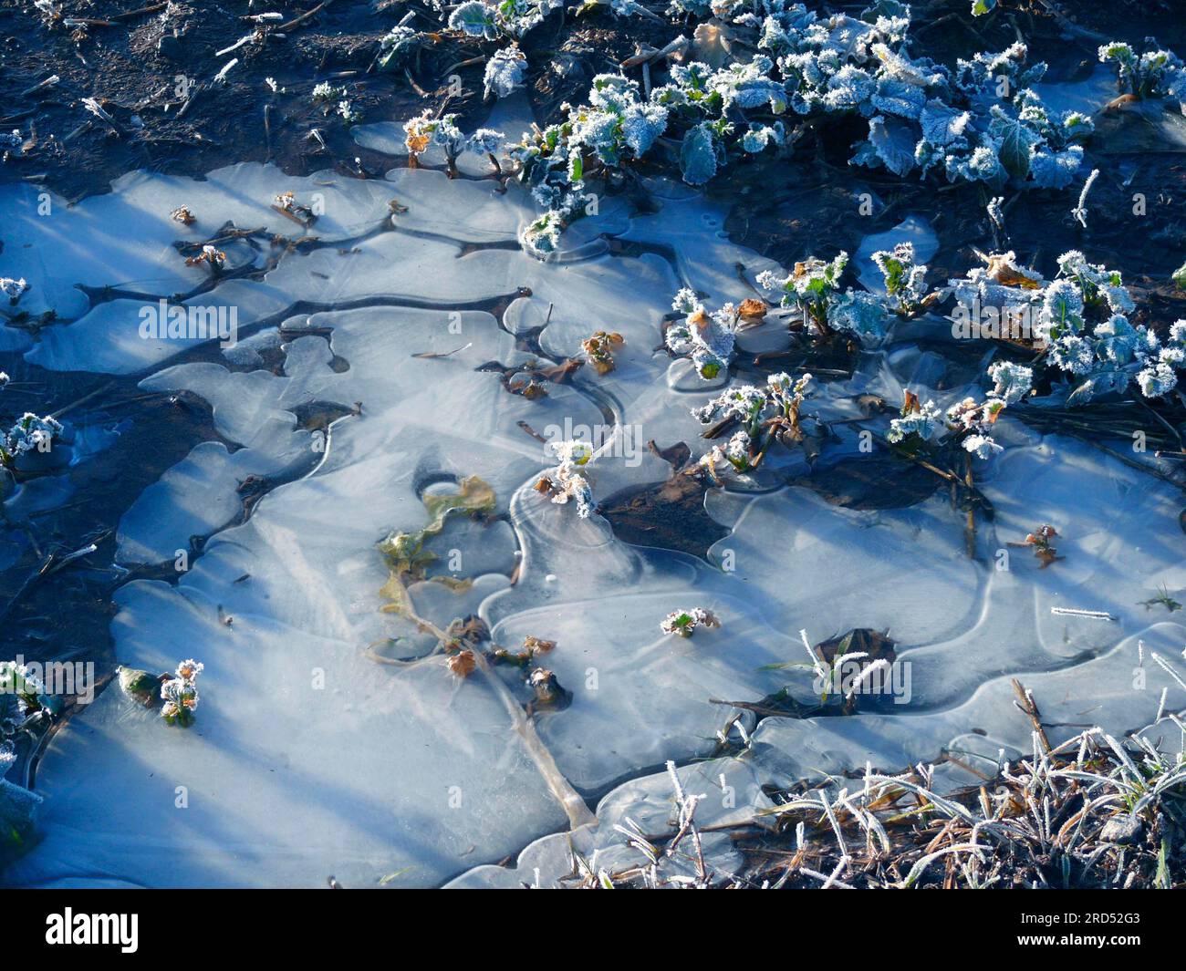 Eis auf einem Feld, gefrorene Pfütze, Eisblumen, Eisstruktur Stockfoto
