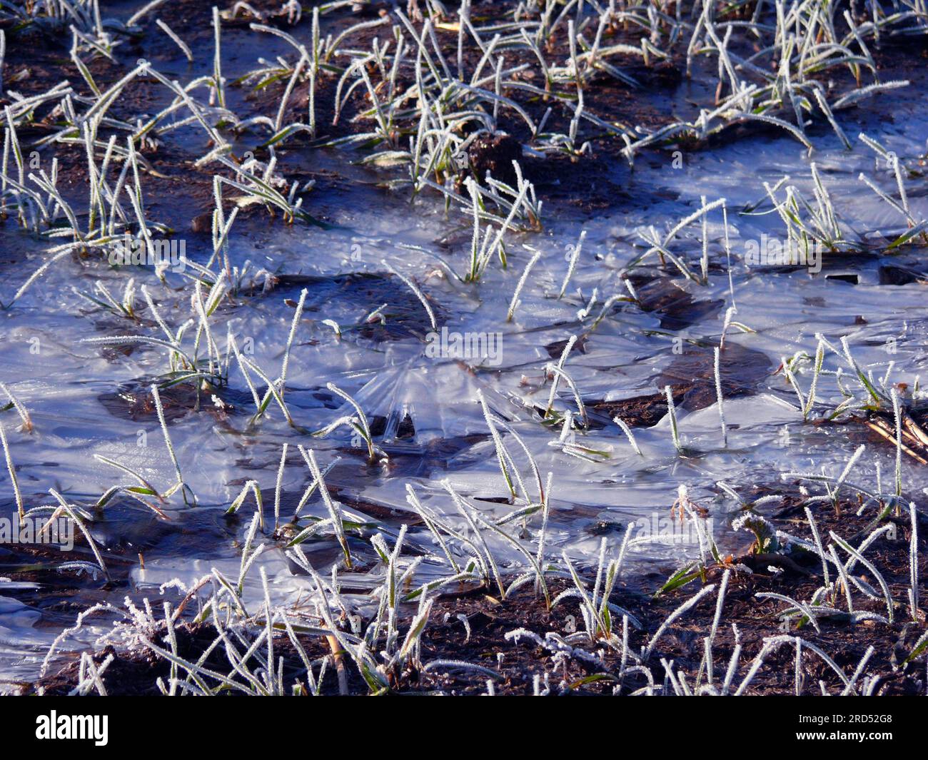 Eis auf einem Feld, gefrorene Pfütze, Eisblumen Stockfoto
