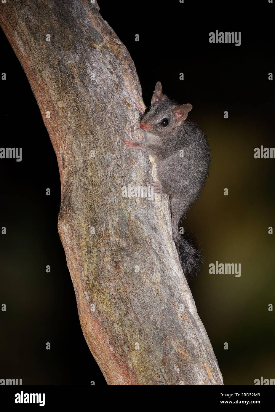 Pinselschwanz-Phascogale Tapoatafa, auch tuan, Gemeiner Wambenger, Schwarzer Mausesack oder Phascogale, arborealer fleischfressender mars in Rattengröße Stockfoto