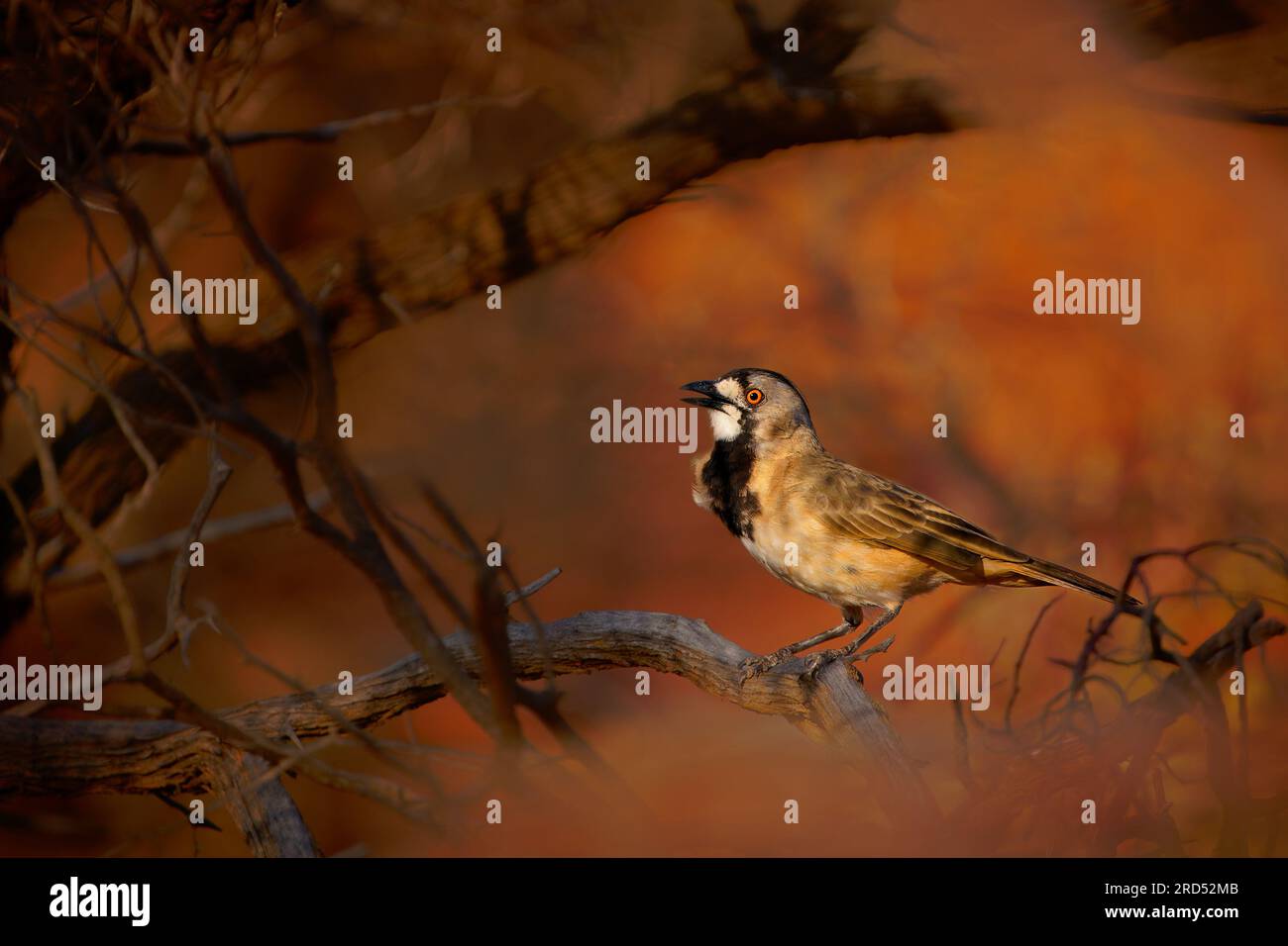 Kammbellvogel - Oreoica gutturalis Passerine Bird bei Oreoicidae, trockenere Teile Australiens in Akazienbüscheln, Eukalyptuswälder, Spinifex und sa Stockfoto