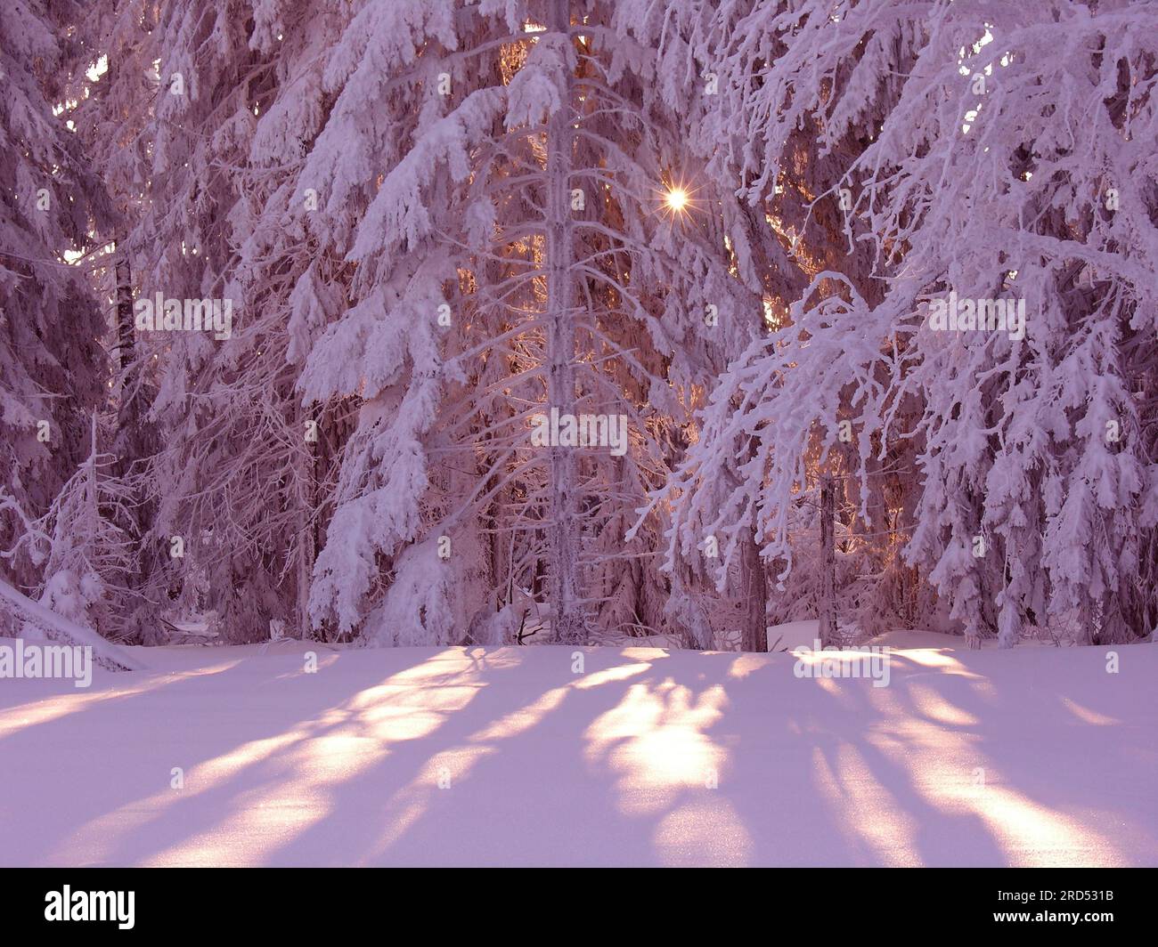 Wintermärchen, schneebedeckte Tannen, erste Sonnenstrahlen im Winterparadies Stockfoto