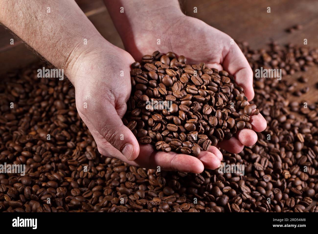 Zwei Hände präsentieren frisch geröstete Kaffeebohnen Stockfoto