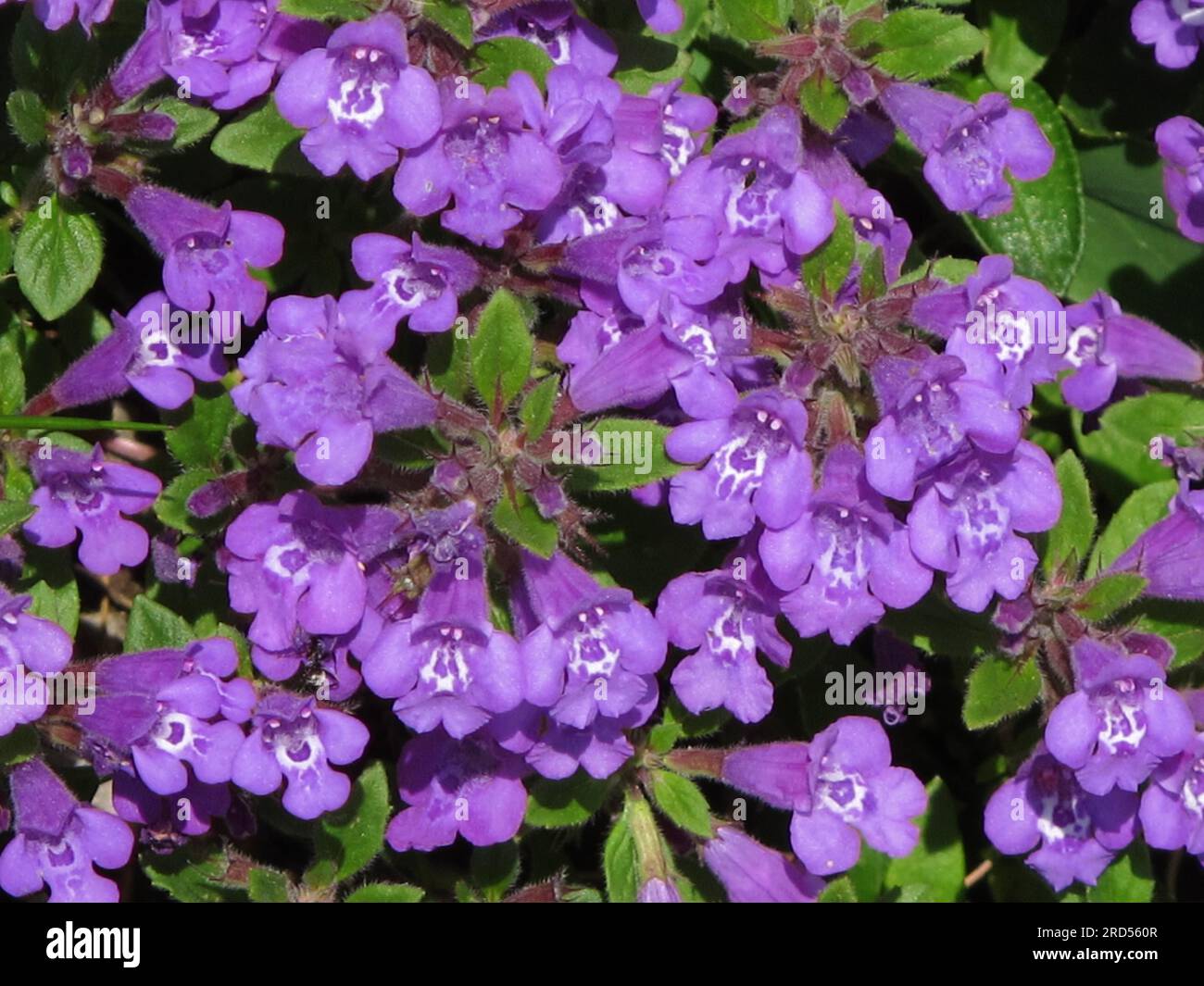 Rock Thyme (Acinos) Alpinus Stockfoto