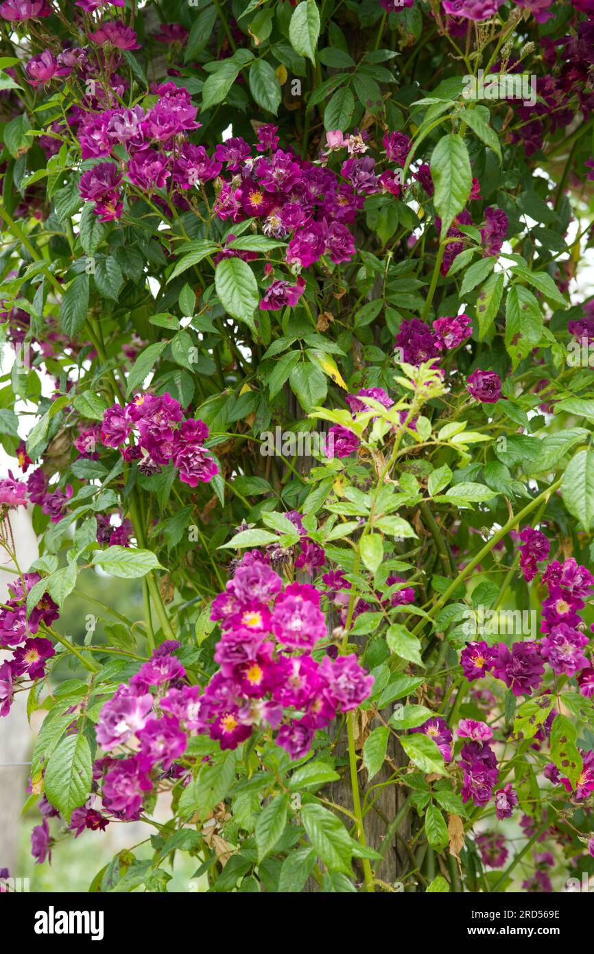 Ansammlungen von einzelnen violetten Sommerblumen von Rosa Violette im britischen Garten Juni Stockfoto