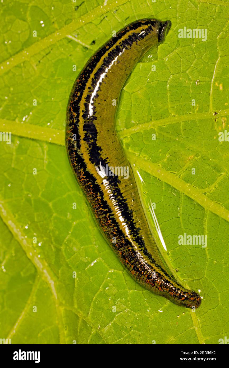 Medizinischer Blutegel (Hirudo medicinalis), der mit Blut auf einem grünen Blatt bedeckt ist Stockfoto