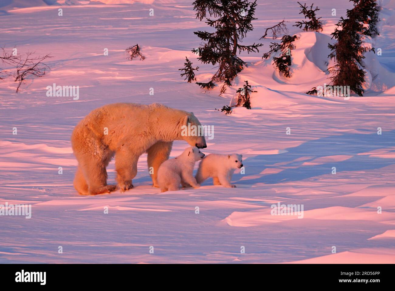 Eisbären (Ursus maritimus), die mit ihren beiden Jungen, dem Wapusk-Nationalpark, Manitoba, Kanada, durch den Schnee reiten Stockfoto
