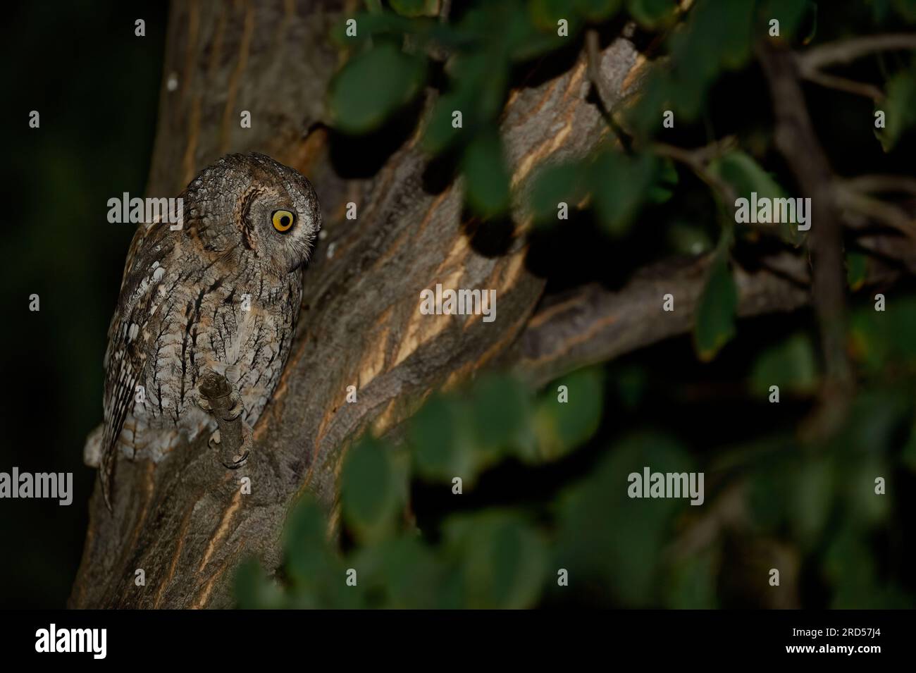 Die Eule steht nachts auf dem Baum und schaut sich um. Stockfoto