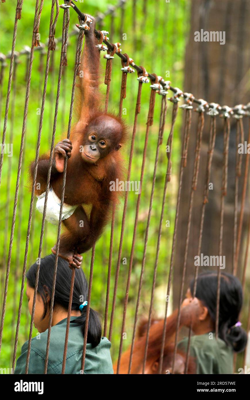 Junger Borneo-Orang-Utan mit Windel, Rehabilitationszentrum für verwaiste Orang-Utans, Samboja-Lestari, Borneo (Pongo pygmaeus pygmaeus), Indonesien Stockfoto