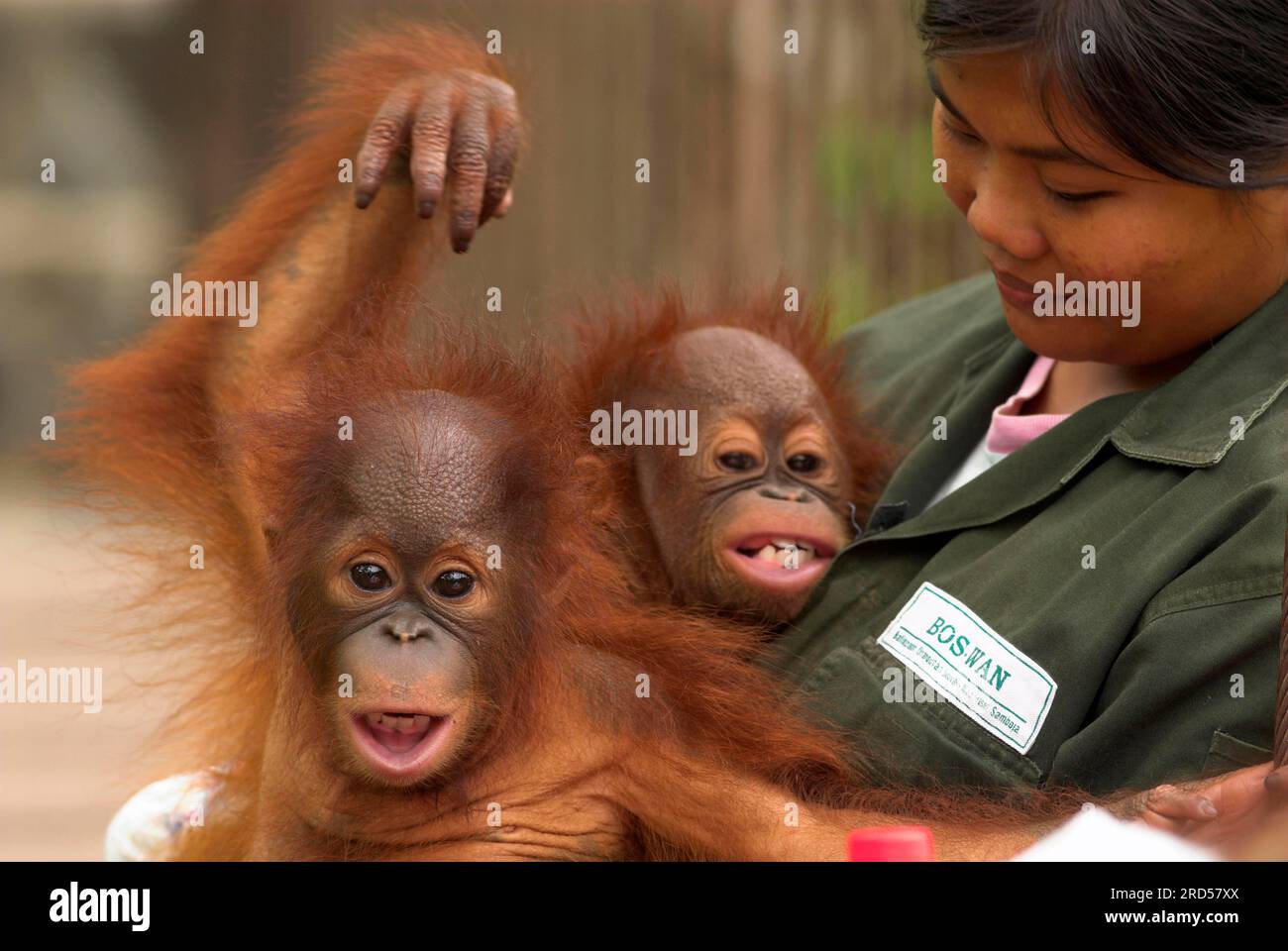 Tierhalter mit borneanischen Orang-Utans, Jungtiere, Rehabilitationszentrum für verwaiste Orang-Utans, Samboja-Lestari, Borneo (Pongo pygmaeus) Stockfoto