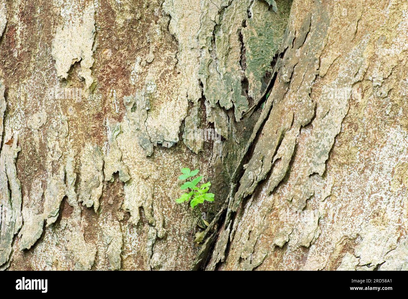 Keyaki, Rinde, japanische Elme (Zelkova serrata), Familie Ulm, Ulmaceae Stockfoto