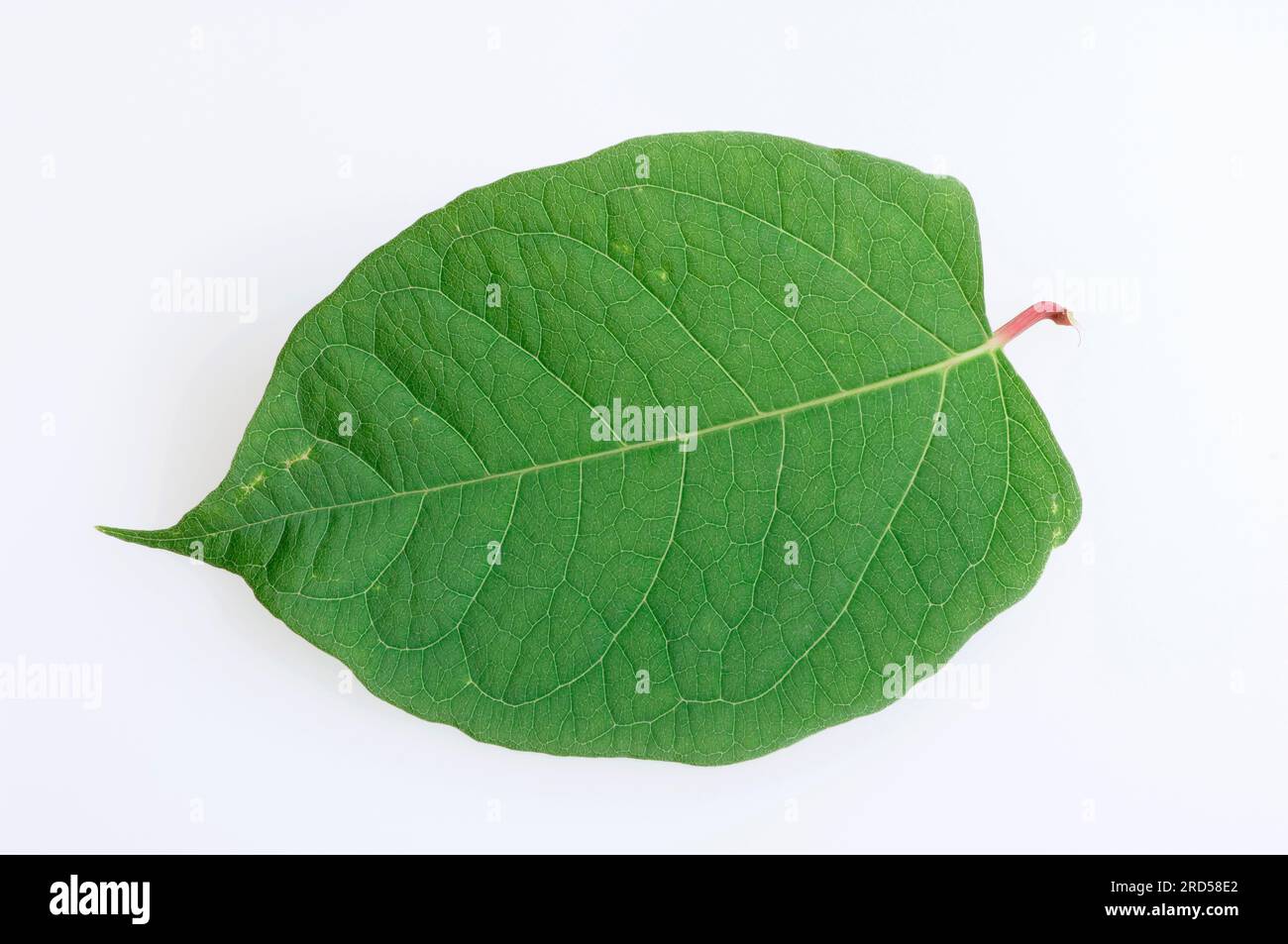 Reynoutria japonica (Fallopia japonica), Blätter (Reynoutria japonica) Stockfoto