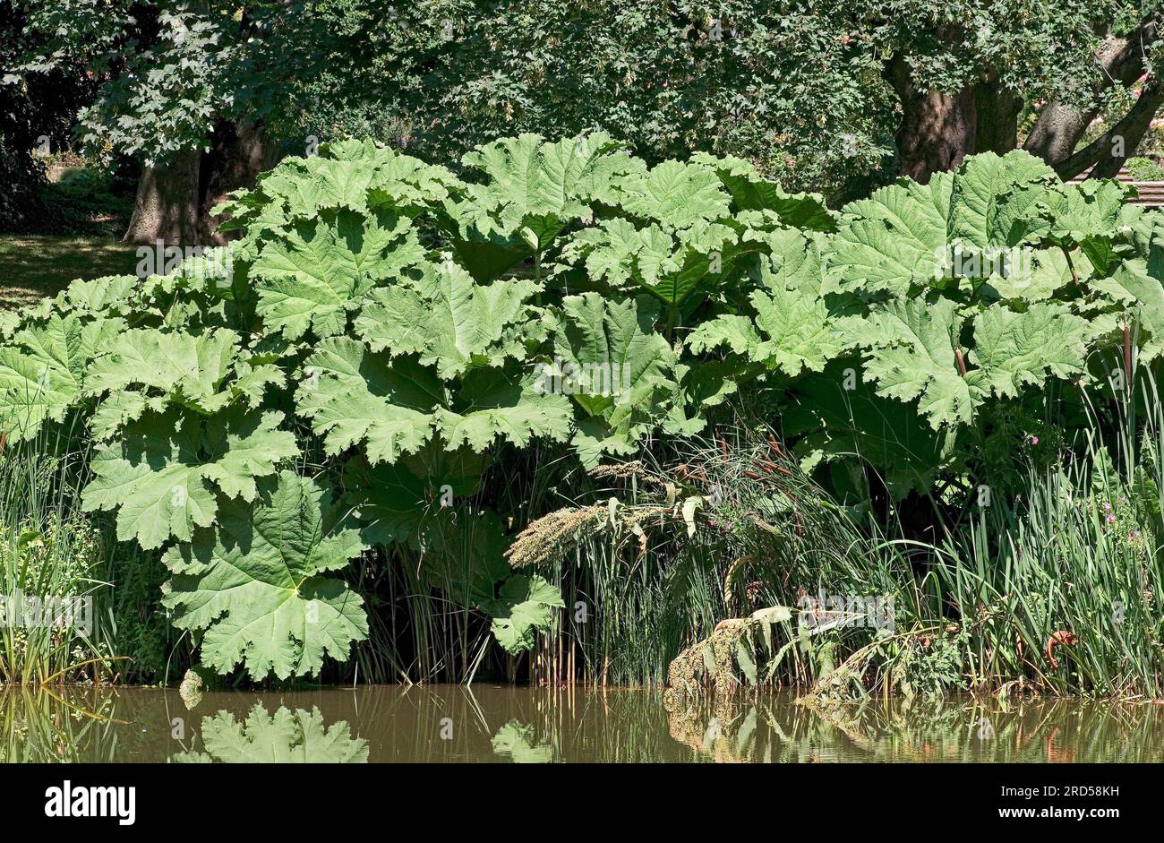 Riesen-Rhubarb (Gunnera manicata), Riesen-Gunnera, Prickly Rhubarb, Gunneraceae Stockfoto