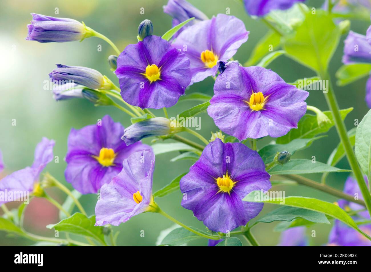 Blauer Kartoffelbusch (Solanum rantonnetii), Blaues Solanum Stockfoto