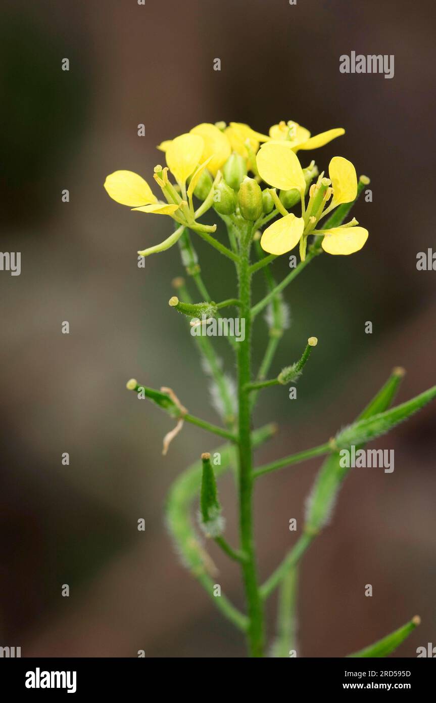 Schwarzer Senf (Brassica Nigra) Stockfoto